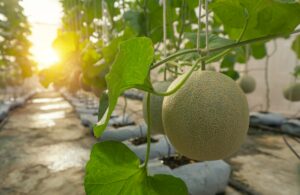 Clube da Horta - cultivo de melão orgânico em fazenda orgânica