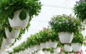 Clube da Horta - flores de laranjeira sendo cultivados em vasos de sistemas hidropônicos em casa