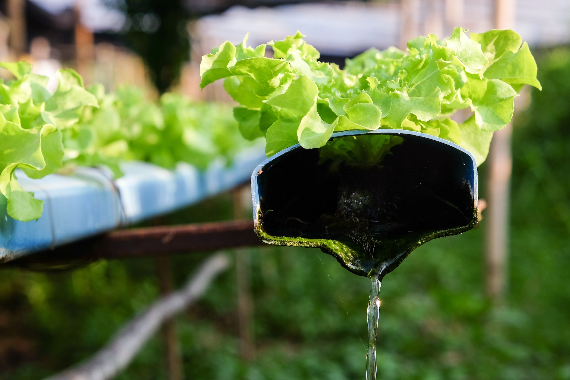 Aquaponia Pode Aumentar a Nutrição dos Alimentos