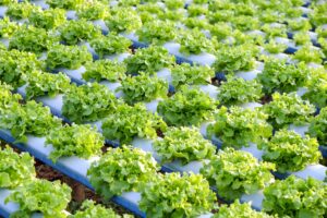 Clube da Horta - plantas hidropônicas sendo cultivadas em uma fazenda 