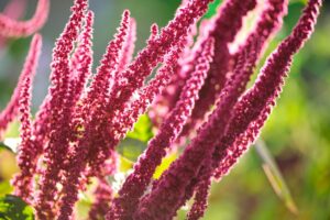 Clube da Horta - Planta de amaranto vermelho indiano crescendo no jardim de verão. 