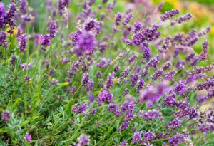 Clube da Horta - Lavanda em flor em um campo. Plantas naturais como pano de fundo. Composição abstrata para papel de parede.