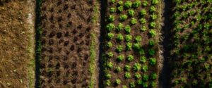 Clube da Horta - plantas sendo cultivadas por meio da agricultura orgânica