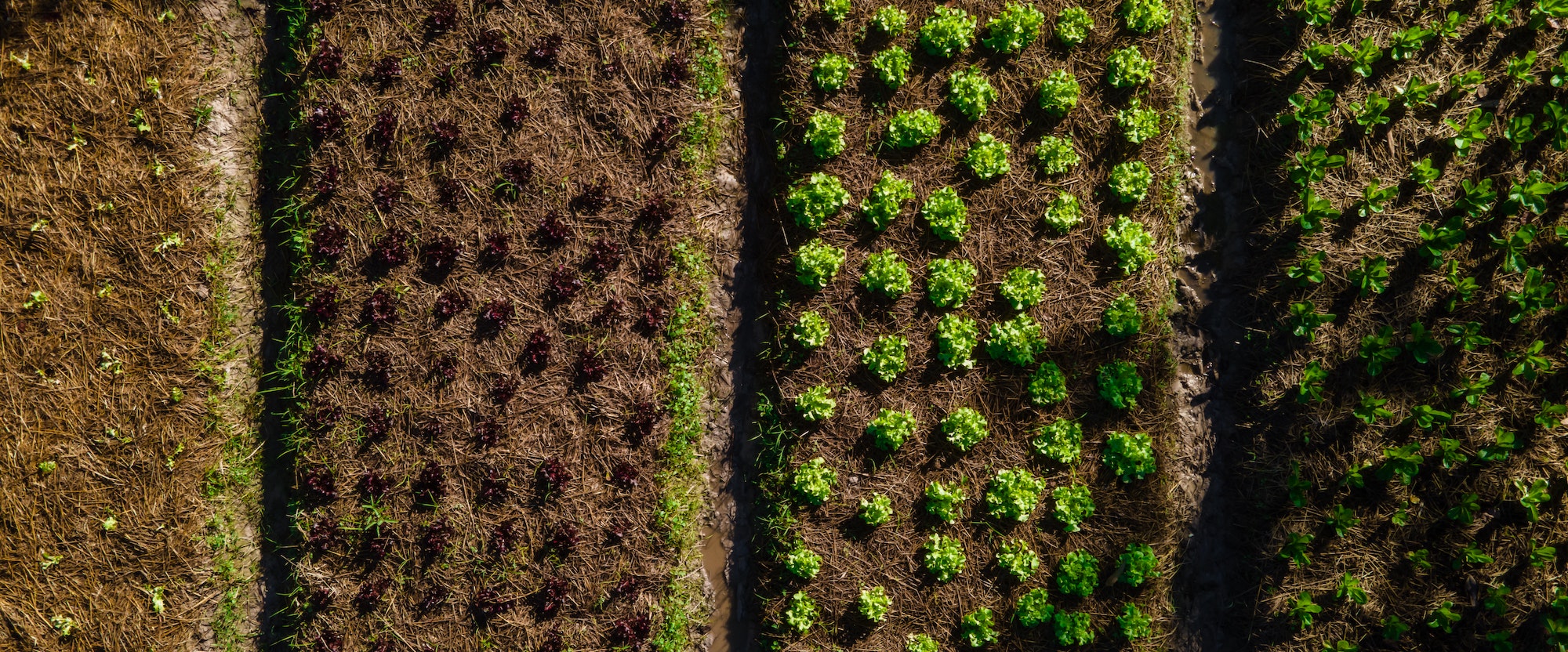 A agricultura orgânica no mundo