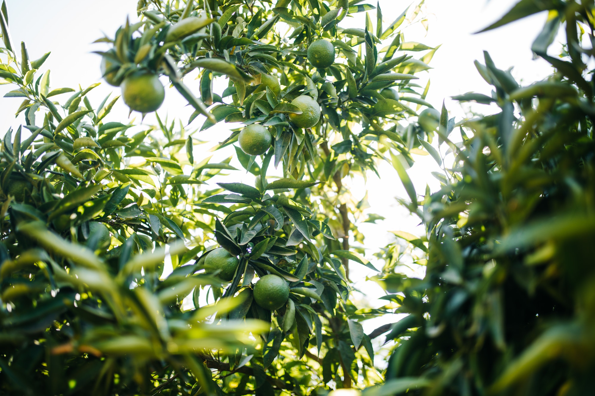 Nutrientes, água e luz: por que são essenciais para as plantas?