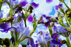 Clube da Horta - Íris de flores roxas no jardim. Íris de barba violeta ou barbata. Cultivo de plantas ornamentais.