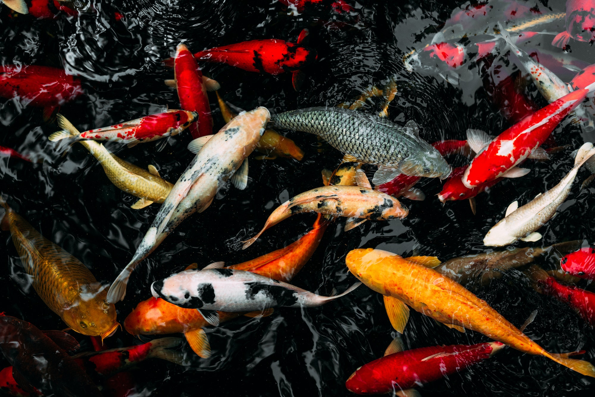 Clube da Horta -Carpa real na lagoa. Carpas Koi na lagoa. Peixes ornamentais.