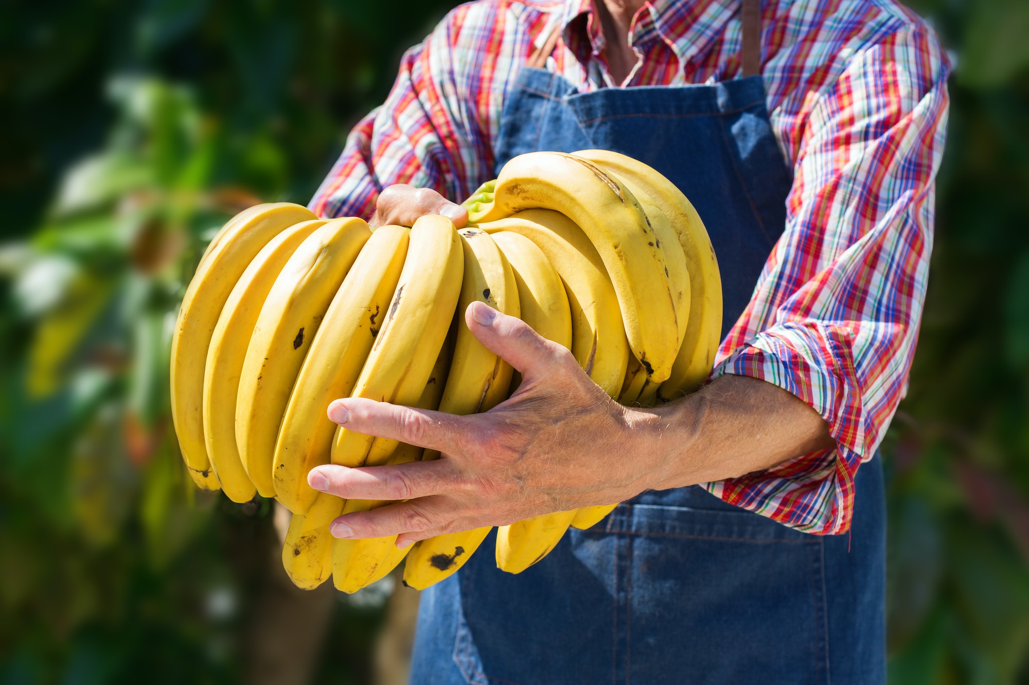 Como cultivar Banana e Acerola