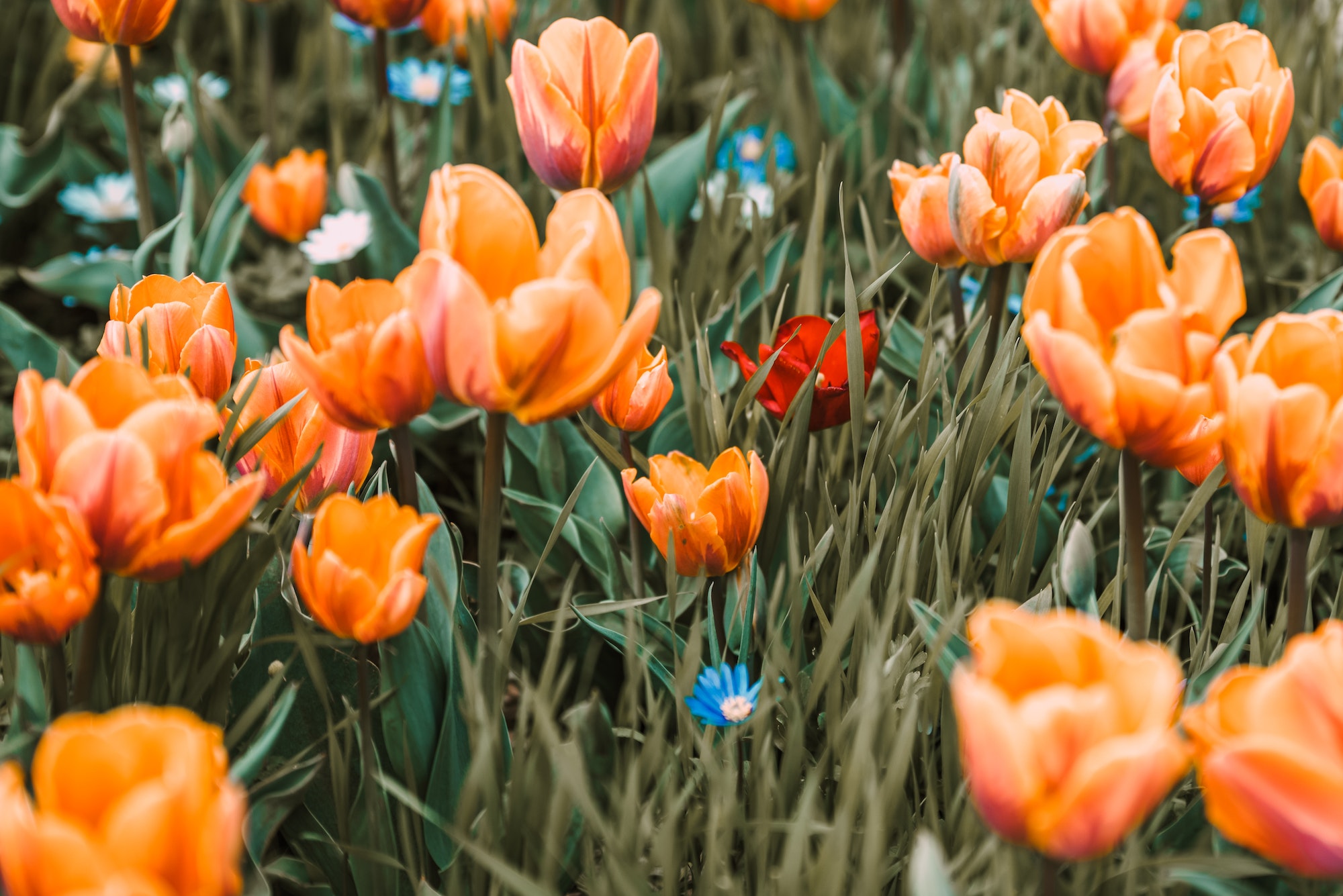 Plantas aromáticas e medicinais: como escolher as melhores para o seu jardim