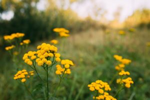 Clube da Horta - Tansy é uma floração herbácea perene