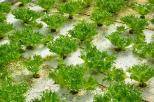 Clube da Horta - vegetais em uma fazenda hidropônica 